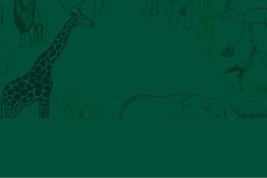 Enjoy a Day of Discovery, Laughter, and Safari-Themed Fun
